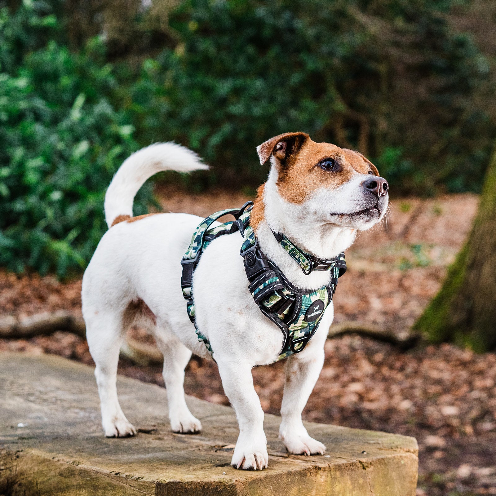 Shop CAMO CONTROL HARNESS For Dogs Buy Now Online – Waghounds